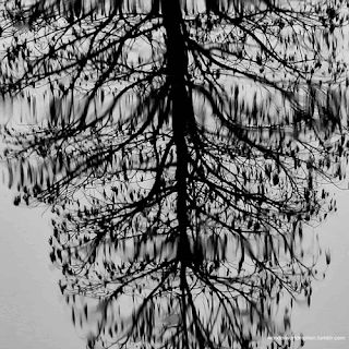 Water Tree GIF - Water Tree Black GIFs