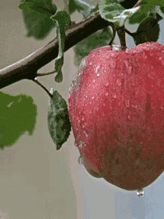 a red apple with water drops on it hangs from a tree branch