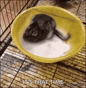a chinchilla is laying in a yellow bowl of water with the caption it 's that time .