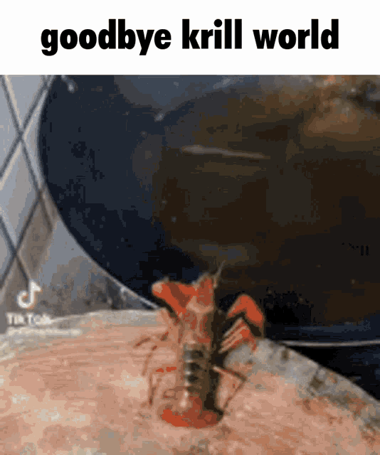 Krill Goodbye Krill GIF - Krill Goodbye Krill Goodbye Krill World GIFs