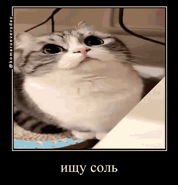 a picture of a cat with a caption that says ищу соль
