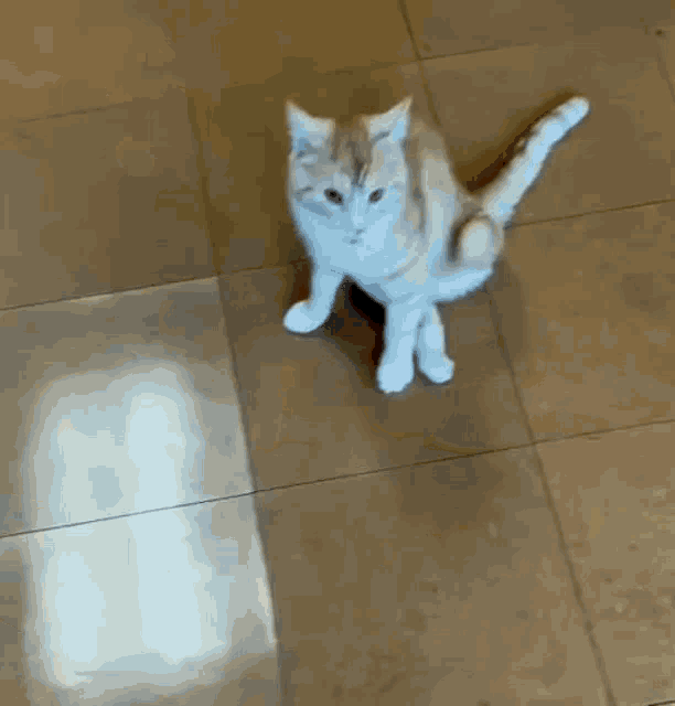 a cat is playing with a piece of paper on the floor in front of a door .