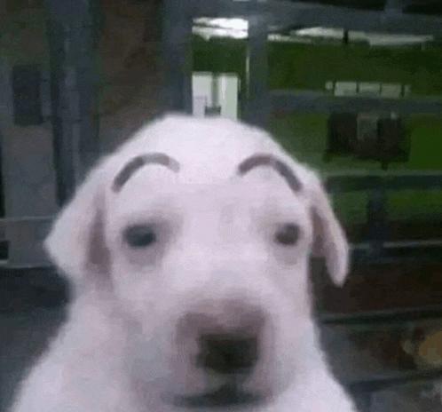 a white dog with eyebrows drawn on its face .