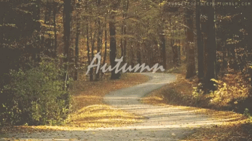 Mid Autumn Fall Season GIF - Mid Autumn Fall Season Autumn GIFs