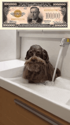 a dog taking a bath next to a 100000 dollar bill