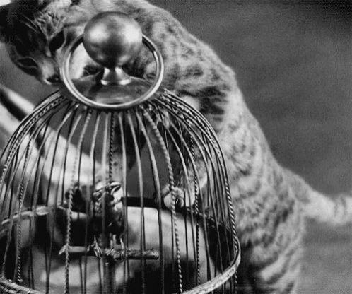 Bird Cage Cat GIF - Bird Cage Cat GIFs