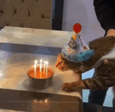 Birthday Cats GIF - Birthday Cats Happy GIFs