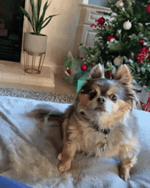 a small dog is laying on a blanket in front of a christmas tree