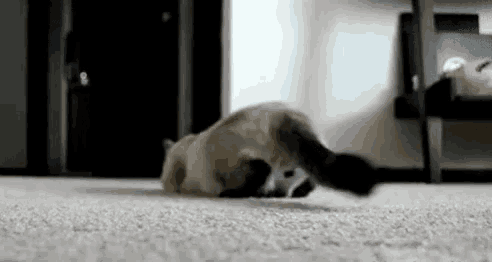 a cat is playing with another cat on the floor in a room .