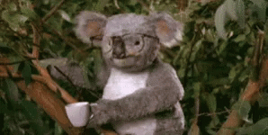 Koala Punch GIF - Koala Punch GIFs