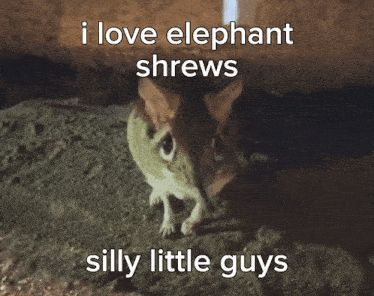 Elephant Shrew Elephantshrew GIF - Elephant Shrew Elephantshrew Shrew GIFs