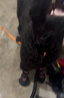 a close up of a black dog with a toothbrush