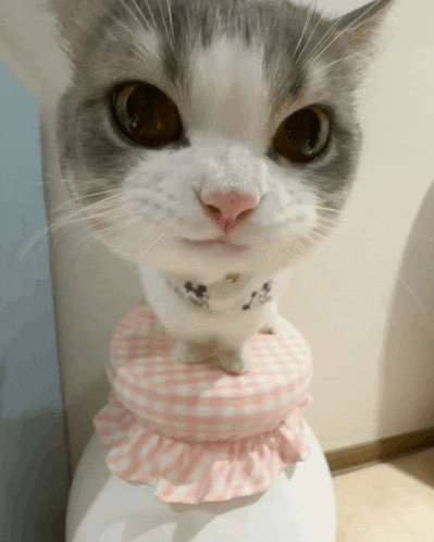 a gray and white cat wearing a pink and white ruffled collar