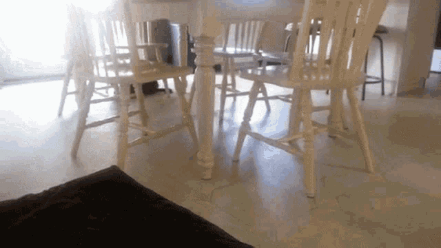 Musical Chairs: Cat Edition GIF - Cat Animal Lmao GIFs