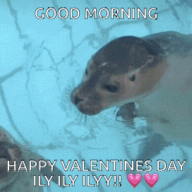 a seal in the water with the words good morning happy valentines day ily ily ilyy