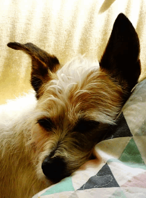 a brown and white dog is sleeping on a blanket
