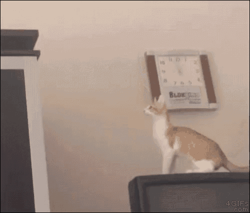 Cat Jump GIF - Cat Jump Fail GIFs