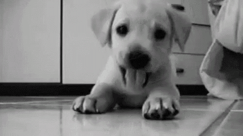 a black and white photo of a puppy laying on the floor with its tongue hanging out .