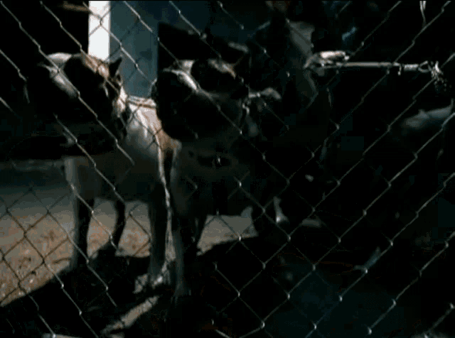 a man wearing a new york yankees hat is walking through a chain link fence