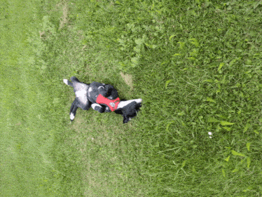 a black and white dog wearing a red harness is laying down in the grass