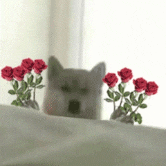 a dog is standing in front of a vase of red roses