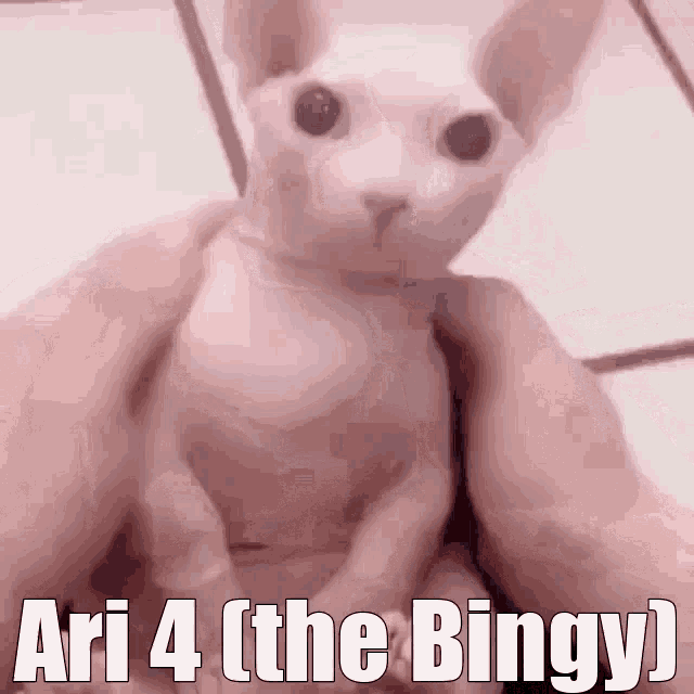 Bingus Ari Cat GIF - Bingus Ari Cat Meme GIFs