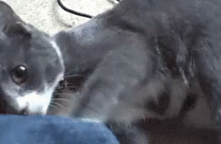 ненормальный кот бьёт кусает себя GIF - Crazy Cat Kicking GIFs