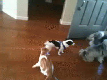 You'Re Coming With Me GIF - Pets Dog Cat GIFs