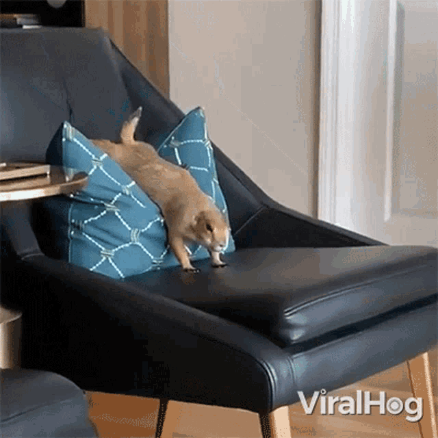 Stretching Viralhog GIF - Stretching Viralhog Relax GIFs