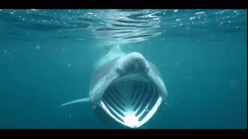 Basking Shark Shark GIF - Basking Shark Shark Pog GIFs