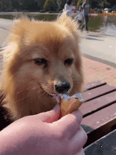a small brown dog is eating a piece of ice cream