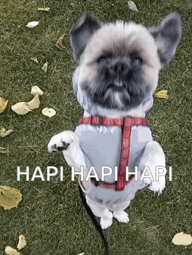 a small dog is laying on its hind legs in the grass with the words hapi hapi hapi written below it .