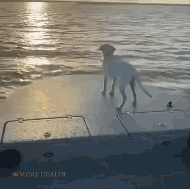 a dog is standing on the deck of a boat in the water