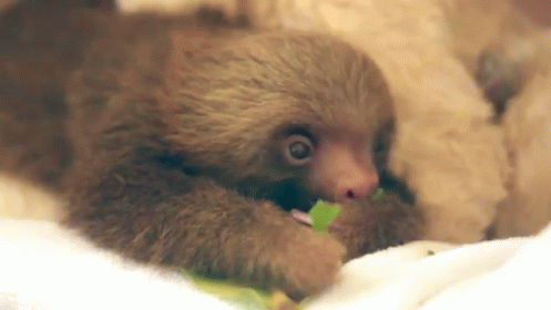 Lunchtime GIF - Sloth Baby Salad GIFs