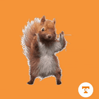 an illustration of a squirrel with the letter t in the circle below it