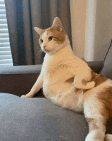 a brown and white cat is sitting on a couch with its legs crossed .