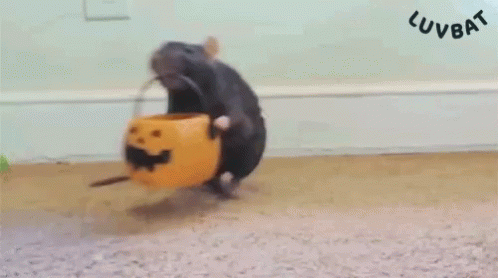 Rat Halloween GIF - Rat Halloween Animal GIFs