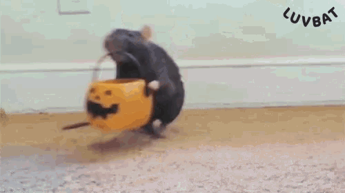 a rat is standing next to a pumpkin with a bat on it