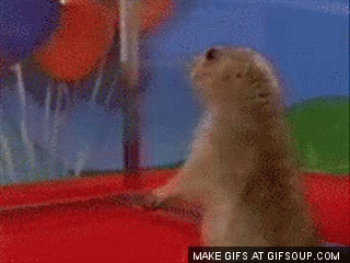 Surprised Hamster GIF - Surprised Hamster Funny Animals GIFs
