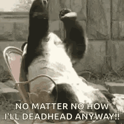 a panda bear is laying on its back in a chair with its paw up .