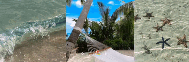 a hammock sits on a sandy beach next to a palm tree and starfish