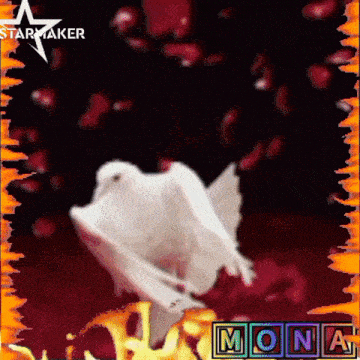 a picture of a white pigeon with mona written on the bottom