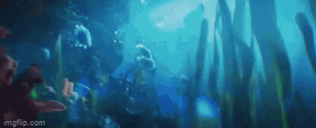 a person is swimming in the ocean surrounded by seaweed and fish .