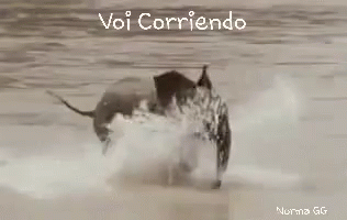 Baby Elephant Running GIF - Baby Elephant Running Splash GIFs