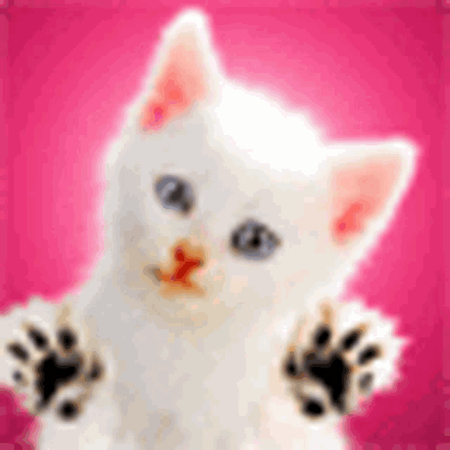 a white kitten with blue eyes is sitting on a pink background with its paws outstretched .