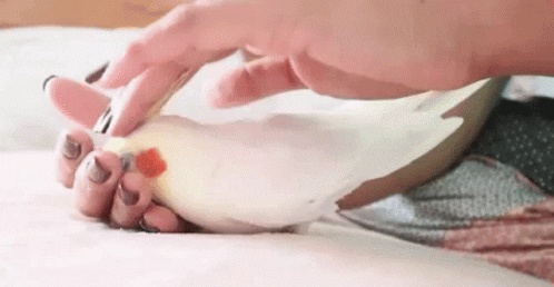 Bird Animal GIF - Bird Animal Massage GIFs