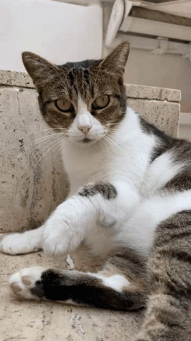 Wtf Cat GIF - Wtf Cat Angry Cat GIFs