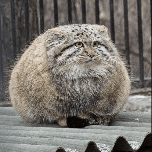 a very fluffy cat sitting on a roof