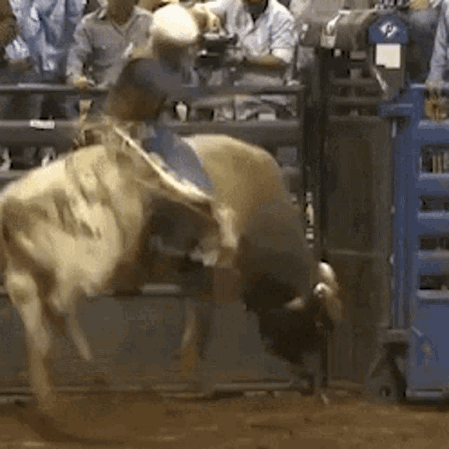 Giddy Up Cowgirl GIF - Giddy Up Cowgirl Bull Rider GIFs