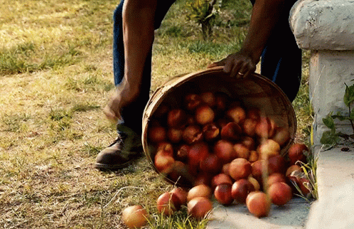 Pitch Apples GIF - Pitch Apples Apple Picking GIFs